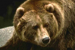 Na zastępcy ldpr zaatakował niedźwiedzia Na zastępcy ldpr zaatakował niedźwiedzia